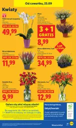Gazetka promocyjna Lidl - GAZETKA - Gazetka - ważna od 27.09 do 27.09.2025 - strona 51 - produkty: Por, Gra, Papier, Portal, Laur, Storczyk, Mola, Bukiet
