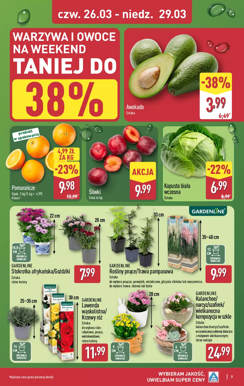 Gazetka promocyjna Aldi - Oferta weekendowa - ważna 26.03 do 29.03.2026 - strona 9 - produkty: Kalanchoe, Narcyz, Owoce, Pomarańcze, Warzywa, Warzywa i owoce