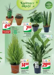 Gazetka promocyjna Dino - Gazetka - ważna od 19.11 do 19.11.2024 - strona 44 - produkty: Sok