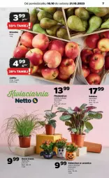 Gazetka promocyjna Netto - Gazetka - ważna od 21.10 do 21.10.2023 - strona 13 - produkty: Kalanchoe