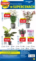 Gazetka promocyjna Lidl - GAZETKA - Gazetka - ważna od 01.06 do 01.06.2022 - strona 63 - produkty: Sok, Por, Gry, Cień, O nas, Storczyk, Mola