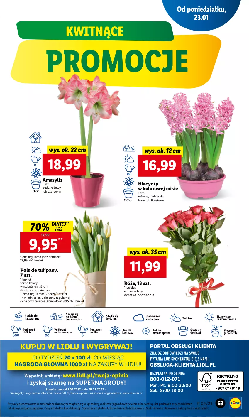 Gazetka promocyjna Lidl - GAZETKA - ważna 23.01 do 25.01.2023 - strona 69 - produkty: Amarylis, Bukiet, Cień, Gry, Hiacynt, Mola, O nas, Por, Sok, Tulipan