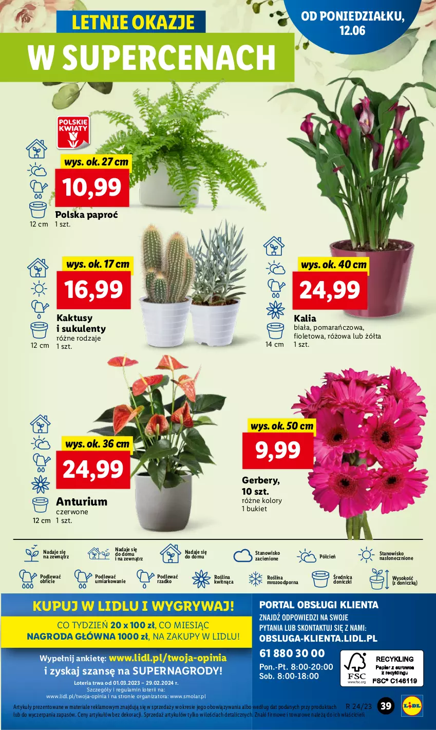 Gazetka promocyjna Lidl - GAZETKA - ważna 12.06 do 14.06.2023 - strona 41 - produkty: Bukiet, Cień, Gerber, Gry, Kaktus, Mola, O nas, Por, Sok, Sukulent