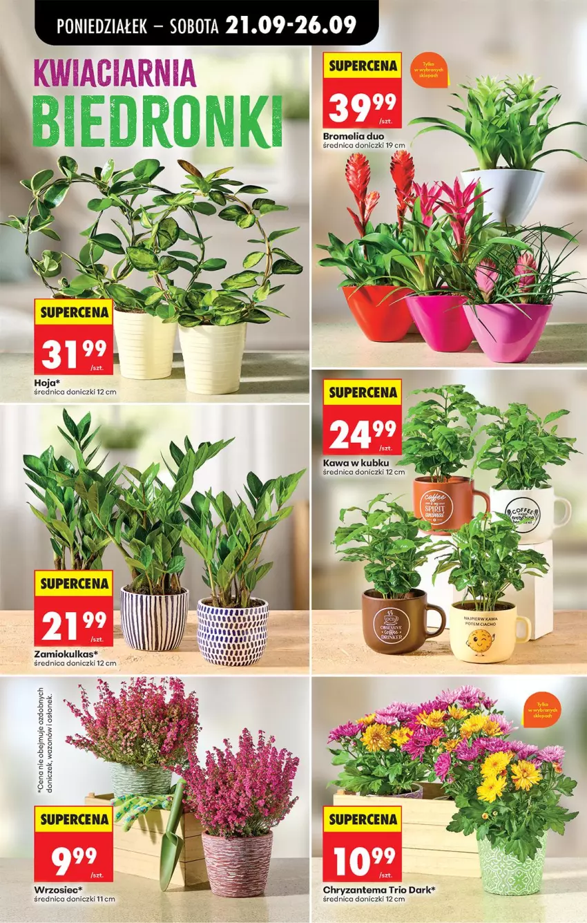 Gazetka promocyjna Biedronka - Od Poniedziałku - ważna 21.09 do 26.09.2026 - strona 100 - produkty: Bromelia, Chryzantema, Kawa, Wazon