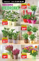 Gazetka promocyjna Biedronka - Od Poniedziałku - Gazetka - ważna od 26.09 do 26.09.2026 - strona 100 - produkty: Chryzantema, Kawa, Wazon, Bromelia