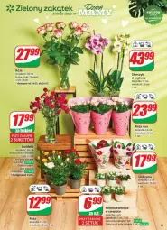 Gazetka promocyjna Dino - Gazetka - ważna od 26.05 do 26.05.2025 - strona 5 - produkty: Sok, Róża, Storczyk, Bukiet