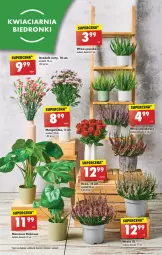 Gazetka promocyjna Biedronka - Od poniedzialku - Gazetka - ważna od 02.09 do 02.09.2023 - strona 27 - produkty: Sok, Tera, Wazon
