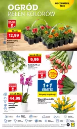 Gazetka promocyjna Lidl - GAZETKA - Gazetka - ważna od 22.04 do 22.04.2023 - strona 39 - produkty: Sok, Por, Gra, Tulipan, Cień, O nas, Storczyk, Aksam, Ogród