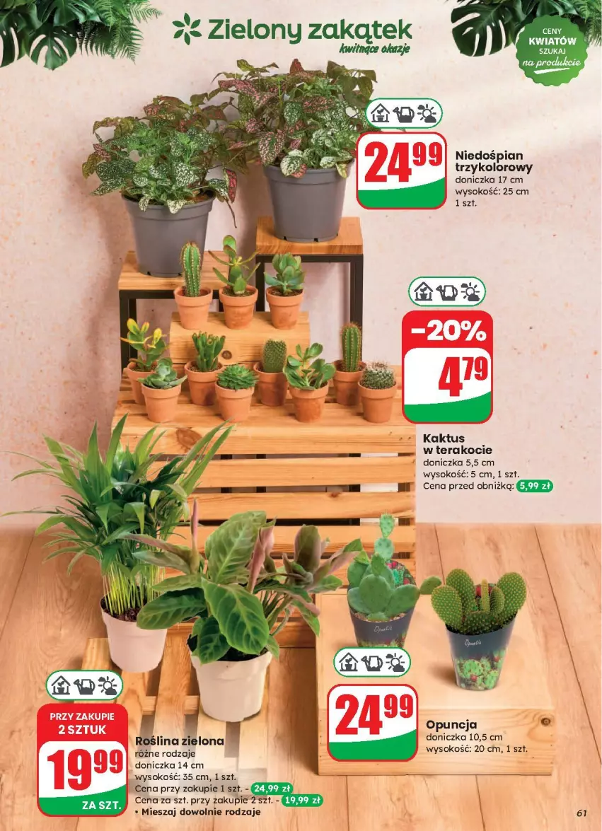 Gazetka promocyjna Dino - ważna 13.08 do 19.08.2025 - strona 58 - produkty: Kaktus, Koc, Sok, Tera
