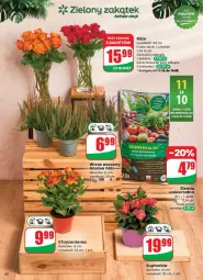 Gazetka promocyjna Dino - Gazetka - ważna od 19.08 do 19.08.2025 - strona 57 - produkty: Sok, Chryzantema, Bukiet, Grunt