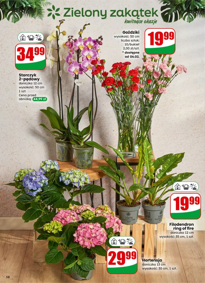 Gazetka promocyjna Dino - Gazetka 06 / 2026 - ważna 04.02 do 10.02.2026 - strona 58 - produkty: Bukiet, Sok, Storczyk