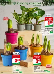 Gazetka promocyjna Dino - Gazetka 06 / 2026 - Gazetka - ważna od 10.02 do 10.02.2026 - strona 60 - produkty: Sok, Hiacynt