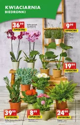 Gazetka promocyjna Biedronka - Gazetka - Biedronka.pl - Gazetka - ważna od 21.06 do 21.06.2023 - strona 56 - produkty: Pur, BIC, Gerber, Storczyk