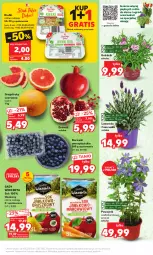 Gazetka promocyjna Kaufland - Mocny Start - Gazetka - ważna od 10.05 do 10.05.2023 - strona 7 - produkty: Sok, Gra, Granat, Kiełki, Bukiet, Grejpfrut