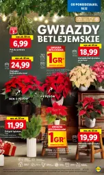 Gazetka promocyjna Lidl - GAZETKA - Gazetka - ważna od 20.12 do 20.12.2023 - strona 45 - produkty: Sos, Sok, Por, Cień, Kask, O nas, Gwiazda