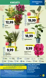 Gazetka promocyjna Lidl - GAZETKA - Gazetka - ważna od 05.08 do 05.08.2023 - strona 59 - produkty: Sok, Por, Gry, Gerber, Cień, O nas, Tera, Mola, Bukiet