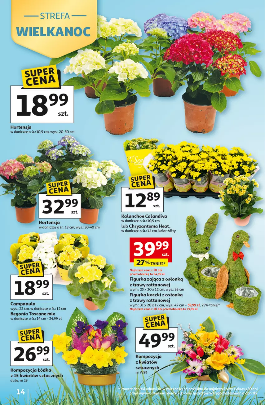 Gazetka promocyjna Auchan - 30 Lat Hipermarket - ważna 19.03 do 25.03.2026 - strona 14 - produkty: Campanula, Chryzantema, Fa, Kalanchoe