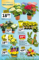Gazetka promocyjna Auchan - 30 Lat Hipermarket - Gazetka - ważna od 25.03 do 25.03.2026 - strona 14 - produkty: Campanula, Chryzantema, Kalanchoe, Fa