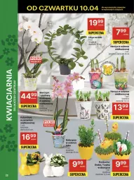 Gazetka promocyjna Delikatesy Centrum - NOWA GAZETKA Delikatesy Centrum od 10 kwietnia! 10-16.04.2025 - Gazetka - ważna od 16.04 do 16.04.2025 - strona 22 - produkty: Rzeżucha, Kalanchoe, Storczyk, Narcyz