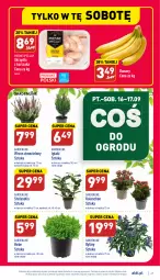 Gazetka promocyjna Aldi - Pełny katalog - Gazetka - ważna od 17.09 do 17.09.2022 - strona 27 - produkty: Kurczak, Banany, Sok, Mięsne specjały, Kalanchoe, Fa