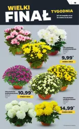 Gazetka promocyjna Netto - Gazetka spożywcza - Gazetka - ważna od 23.10 do 23.10.2021 - strona 19 - produkty: Chryzantema