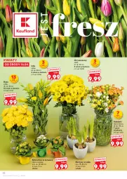 Gazetka promocyjna Kaufland - Gazetka tygodnia - Gazetka - ważna od 23.04 do 23.04.2025 - strona 22 - produkty: Kalanchoe, Narcyz