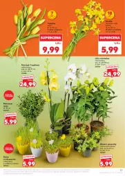 Gazetka promocyjna Kaufland - Gazetka tygodnia - Gazetka - ważna od 23.04 do 23.04.2025 - strona 23 - produkty: Tulipan, Rzeżucha, Storczyk
