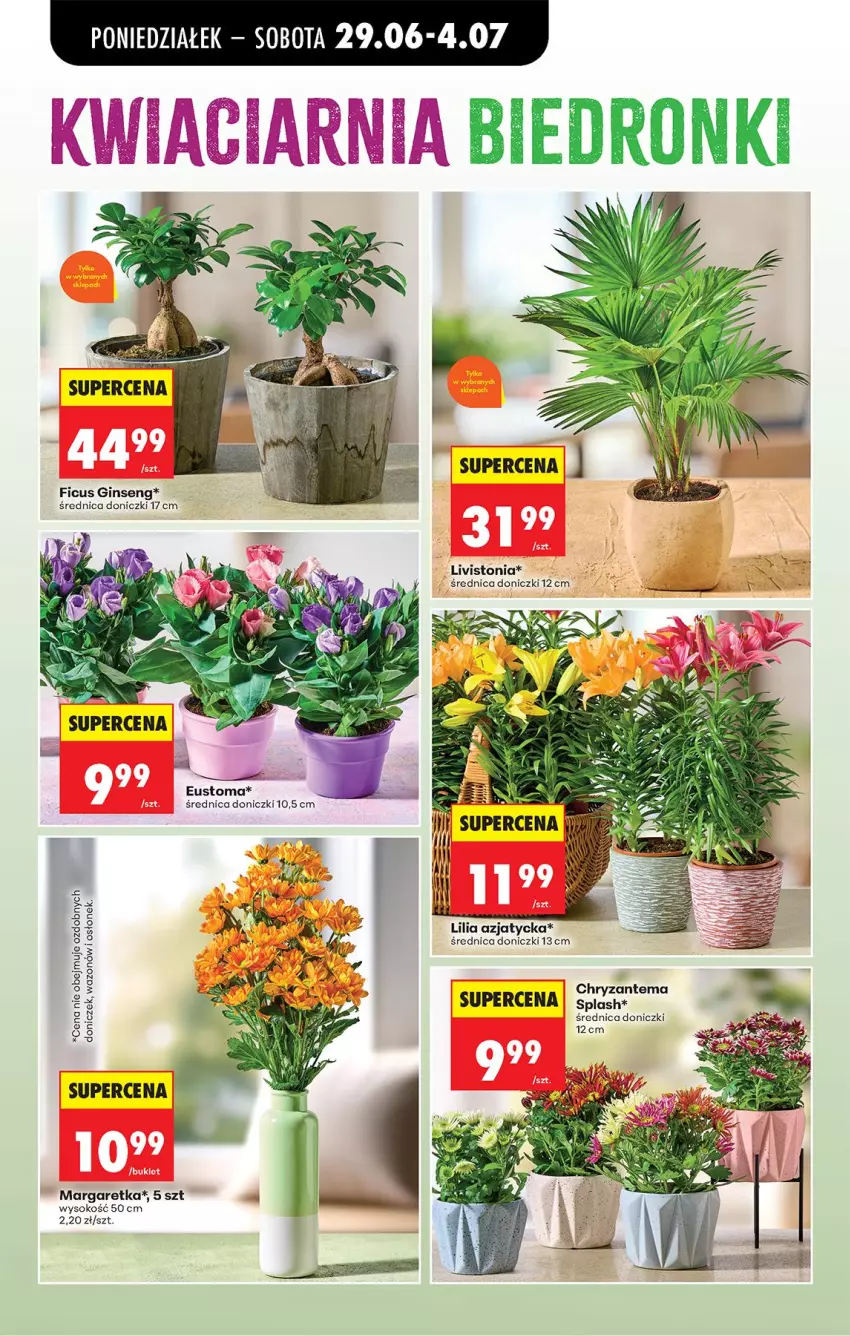 Gazetka promocyjna Biedronka - Od Poniedziałku - ważna 29.06 do 04.07.2026 - strona 33 - produkty: Chryzantema, Gin, Sok, Wazon