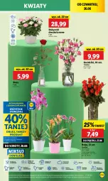 Gazetka promocyjna Lidl - GAZETKA - Gazetka - ważna od 29.06 do 29.06.2025 - strona 59 - produkty: Sok, Por, Róża, Cień, O nas, Storczyk, Bukiet