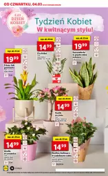 Gazetka promocyjna Lidl - GAZETKA - Gazetka - ważna od 06.03 do 06.03.2021 - strona 12 - produkty: Gerber, Papier, Kalanchoe