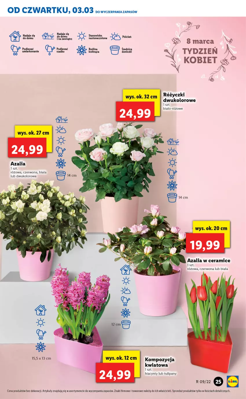 Gazetka promocyjna Lidl - GAZETKA - ważna 03.03 do 05.03.2022 - strona 25 - produkty: Cień, Hiacynt, Tulipan