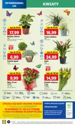Gazetka promocyjna Lidl - GAZETKA - Gazetka - ważna od 07.05 do 07.05.2025 - strona 64 - produkty: Sok, Por, NBA, Gra, Cyprysik, Tulipan, Chia, Cień, Kawa, O nas, Portal, Laur, Mola, Bukiet