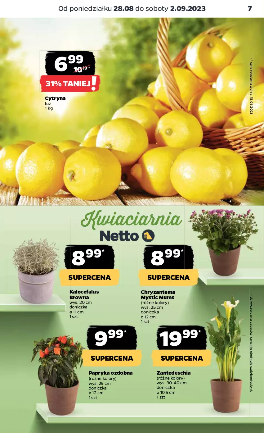 Gazetka promocyjna Netto - Artykuły spożywcze - ważna 28.08 do 02.09.2023 - strona 7 - produkty: Chia, Chryzantema, Fa, Papryka