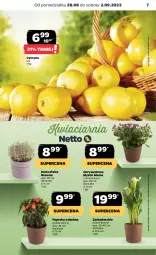 Gazetka promocyjna Netto - Artykuły spożywcze - Gazetka - ważna od 02.09 do 02.09.2023 - strona 7 - produkty: Chryzantema, Papryka, Chia, Fa