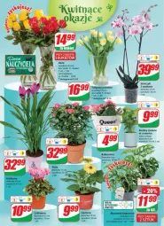 Gazetka promocyjna Dino - Gazetka 41 - Gazetka - ważna od 17.10 do 17.10.2023 - strona 18 - produkty: Sok, Cyklamen, Gerber, Tulipan, Kalanchoe, Tera, Bukiet