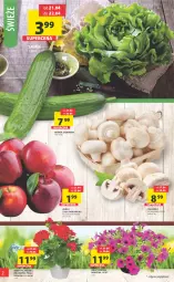 Gazetka promocyjna Arhelan - Gazetka - Gazetka - ważna od 30.04 do 30.04.2023 - strona 2 - produkty: Piec, Ogórek, Surf, Sałat, Pieczarka, Jabłka