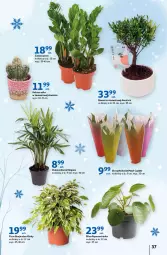 Gazetka promocyjna Auchan - Gazetka Rewelacyjne Marki Auchan Hipermarket Auchan - Gazetka - ważna od 01.02 do 01.02.2023 - strona 37 - produkty: Hama, Kaktus