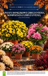 Gazetka promocyjna Stokrotka - Katalog Znicze - Gazetka - ważna od 04.11 do 04.11.2026 - strona 16 - produkty: Warzywa, Optima, Owoce, Mięso