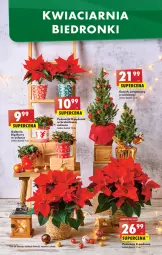 Gazetka promocyjna Biedronka - Gazetka - Biedronka.pl - Gazetka - ważna od 07.12 do 07.12.2022 - strona 13 - produkty: Poinsecja, Ozdoba, Wazon,