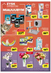 Gazetka promocyjna Carrefour - Gazetka Carrefour Bielany Wrocławskie - Gazetka - ważna od 28.08 do 28.08.2022 - strona 30 - produkty: Storczyk