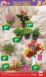 Gazetka promocyjna PoloMarket - Gazetka - ważna od 22.10 do 22.10.2024 - strona 23 - produkty: Bukiet
