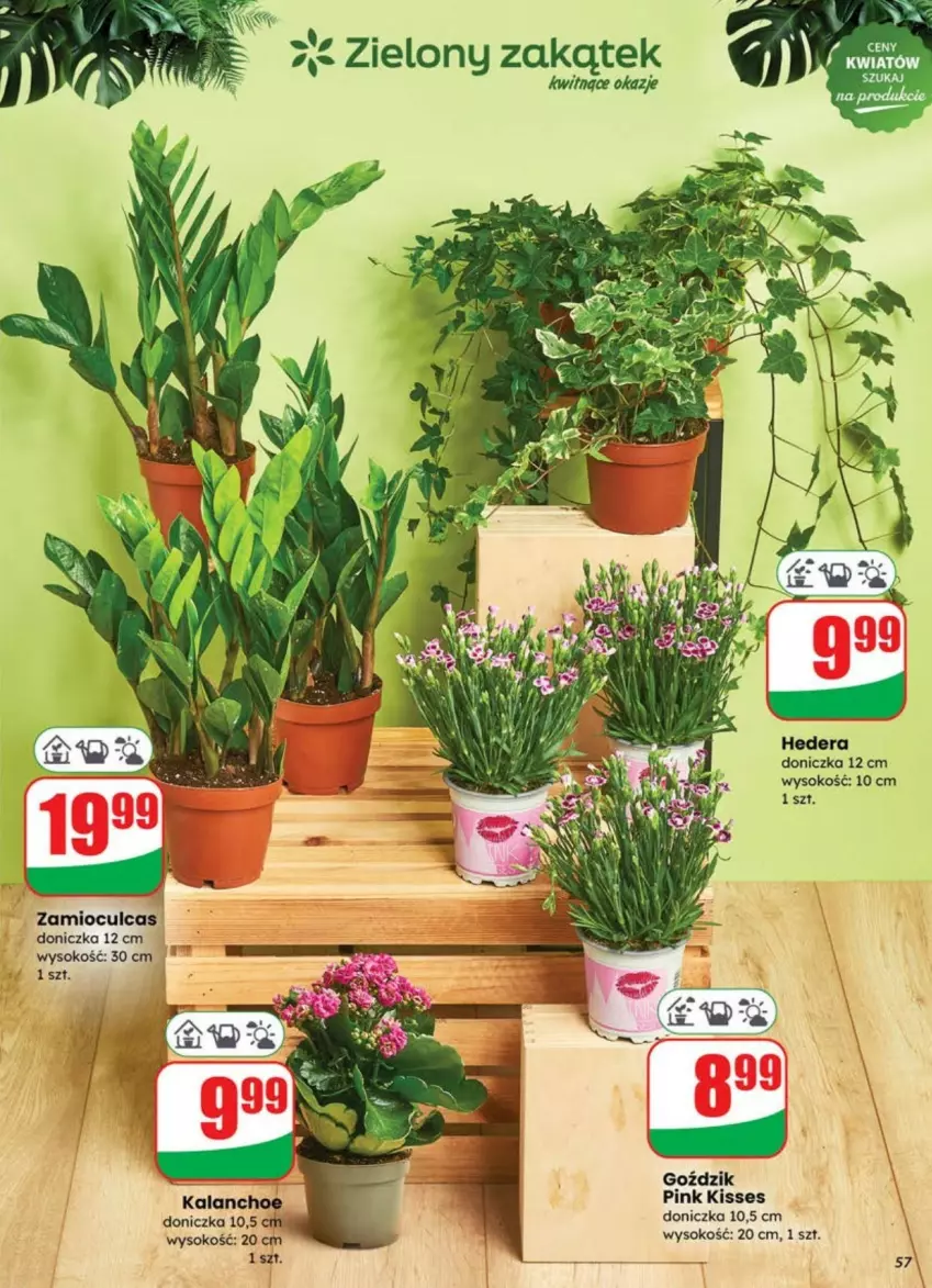 Gazetka promocyjna Dino - ważna 02.07 do 08.07.2025 - strona 53 - produkty: Gin, Kalanchoe, Sok