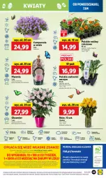 Gazetka promocyjna Lidl - GAZETKA - Gazetka - ważna od 09.04 do 09.04.2025 - strona 61 - produkty: Piwo, Campanula, Sok, Por, Gra, Pietruszka, Ogórek, Cień, O nas, Portal, Laur, Mola, Bukiet, Aksam
