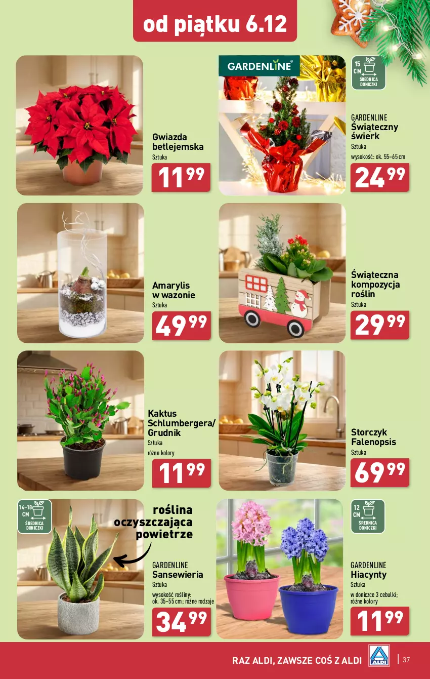 Gazetka promocyjna Aldi - Pełna oferta - ważna 02.12 do 07.12.2024 - strona 37 - produkty: Amarylis, Fa, Gwiazda, Hiacynt, Kaktus, Sok, Storczyk, Wazon