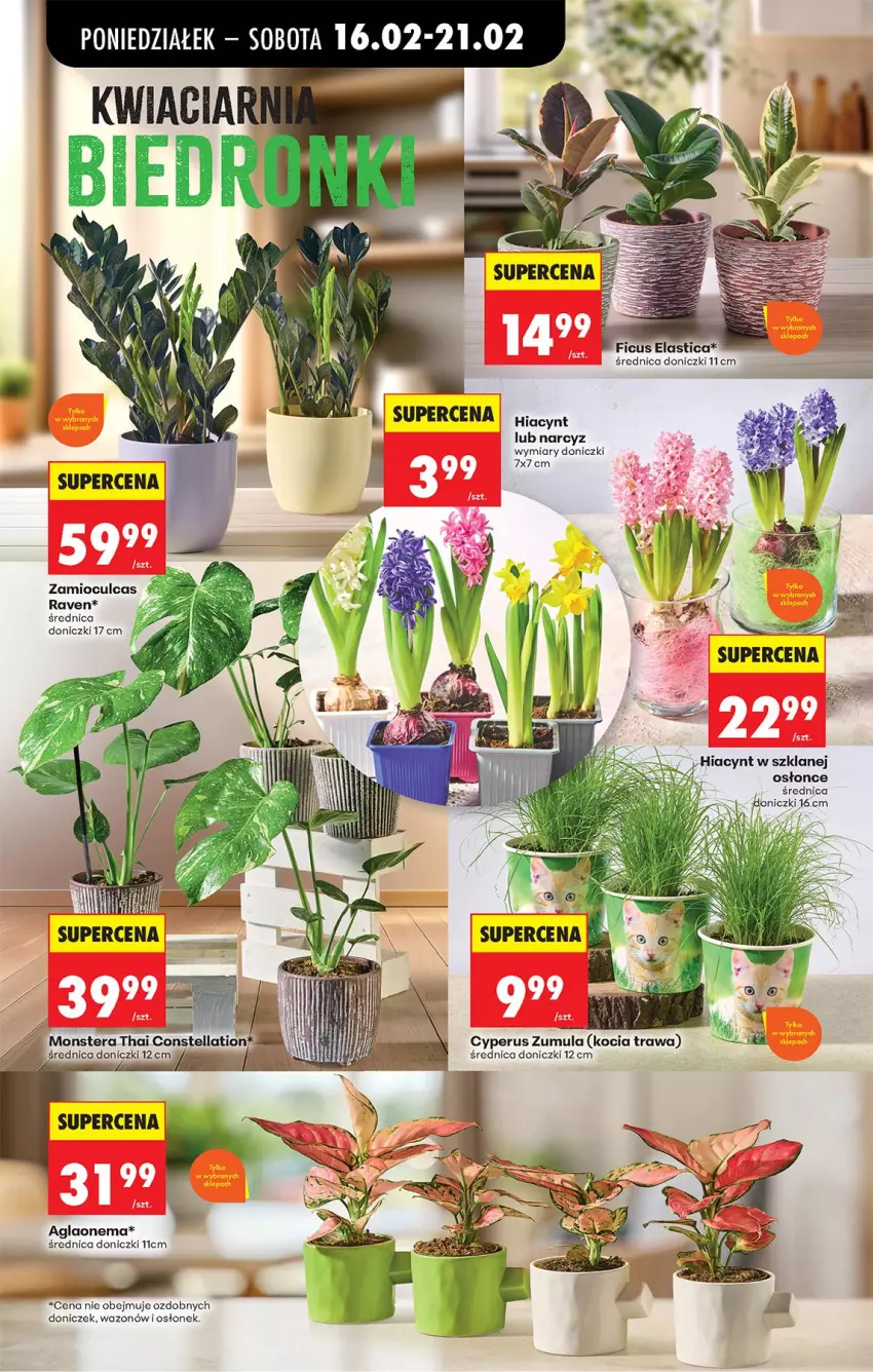 Gazetka promocyjna Biedronka - Gazetka - ważna 16.02 do 23.02.2026 - strona 28 - produkty: Hiacynt, Koc, Kocia trawa, Narcyz, Wazon