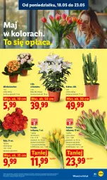 Gazetka promocyjna Lidl - Gazetka ważna od 18.05 do 20.05 - Gazetka - ważna od 20.05 do 20.05.2026 - strona 89 - produkty: Sok, Tulipan, Kaktus, Kalanchoe, Bukiet