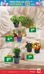 Gazetka promocyjna PoloMarket - Gazetka - ważna od 08.04 do 08.04.2025 - strona 53 - produkty: Hiacynt, Mule