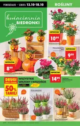 Gazetka promocyjna Biedronka - Od Poniedziałku - Gazetka - ważna od 18.10 do 18.10.2025 - strona 18 - produkty: Cyklamen, Róża, Chryzantema, Kalanchoe, Wazon