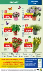 Gazetka promocyjna Lidl - GAZETKA - Gazetka - ważna od 23.04 do 23.04.2025 - strona 59 - produkty: Sok, Por, Gra, Tulipan, Truskawki, Cień, O nas, Portal, Laur, Mola, Bukiet, Pomidory