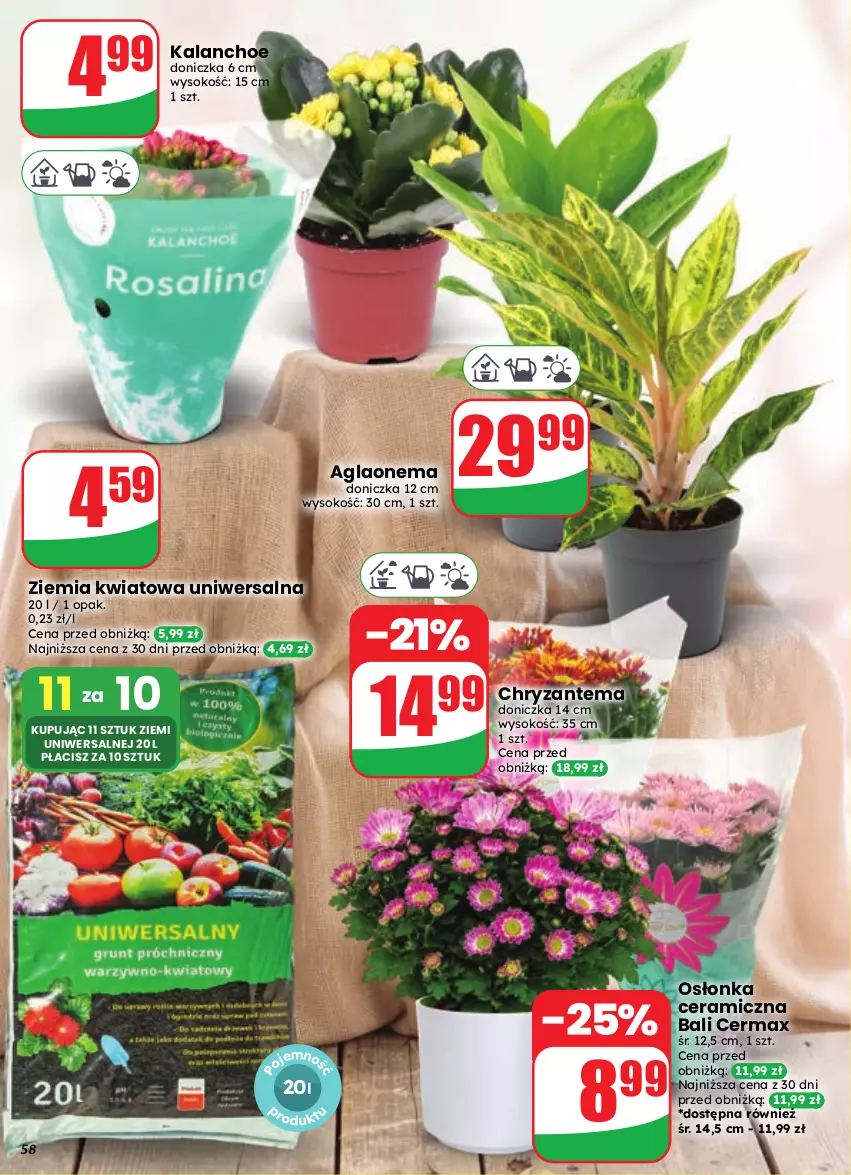 Gazetka promocyjna Dino - Gazetka 35 / 2026 - ważna 26.08 do 01.09.2026 - strona 58 - produkty: Chryzantema, Kalanchoe, Osłonka, Sok
